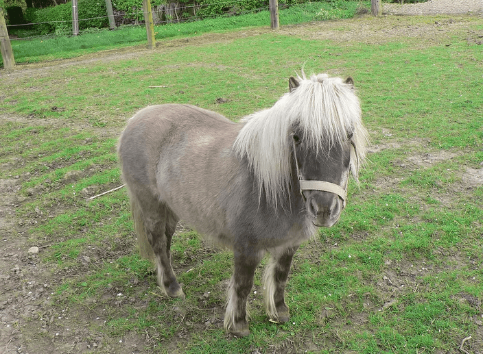 Ein kleines Pony mit heller Mähne steht auf der Weide