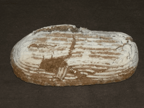 Ein frisch gebackenes, rustikales Vollkornbrot mit bemehlter Kruste