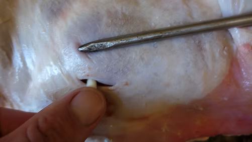 Ein Stück Knoblauch wird in einen Schlitz im Fleisch gesteckt