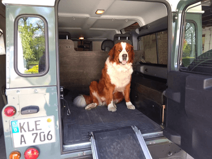 Unser Hund Bea sitzt im Laderaum des Defenders, davor liegt eine Rampe
