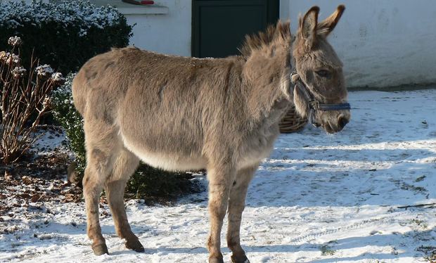 Ein Esel steht im Schnee vor dem Haus
